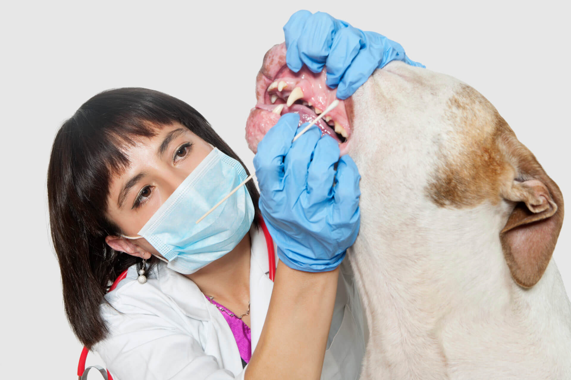 Female vet cleaning dog's teeth