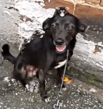 Compassionate Dog Becomes Mother To Litter Of Possums