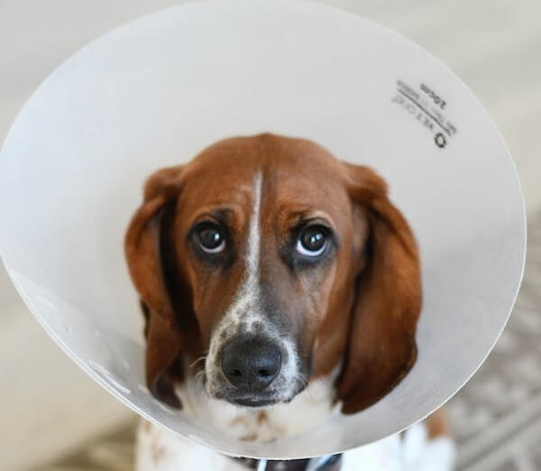 Cone Collar Alternatives For Dogs That Are Comfortable And Effective